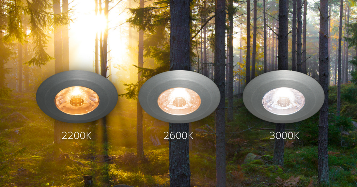 Dim2Warm-skog